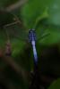 Orthetrum stemmale